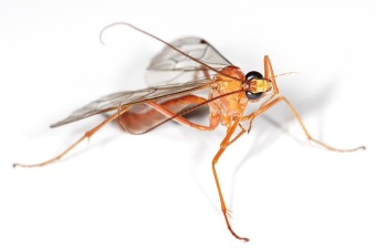 Orange_Caterpillar_Parasite_Wasp